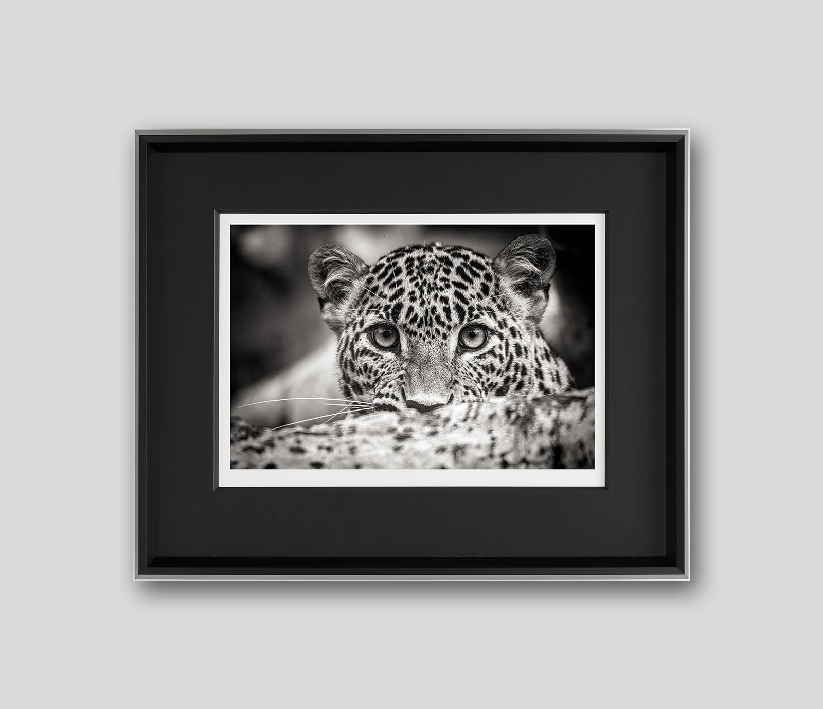 Call Of The Wild (Set of Three - Alpha/It's Been A Long Day/Prince Of Darkness) - Image 2