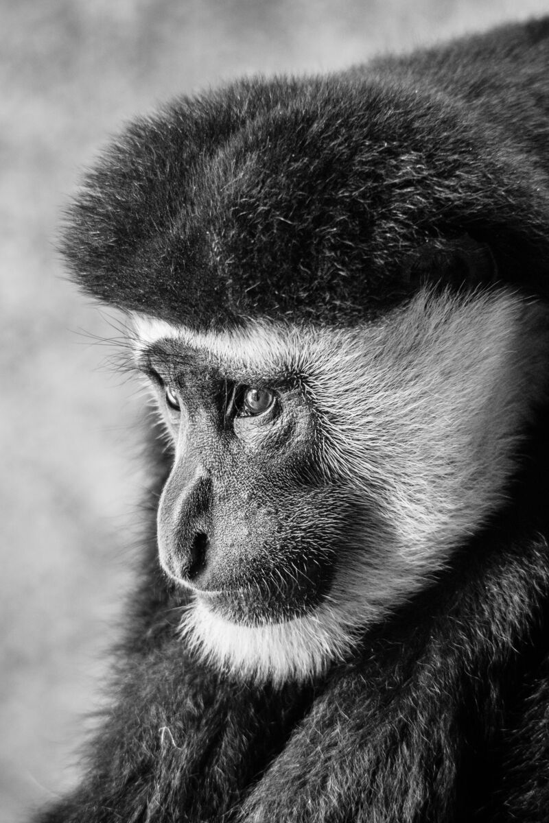Contemplation - Image 3