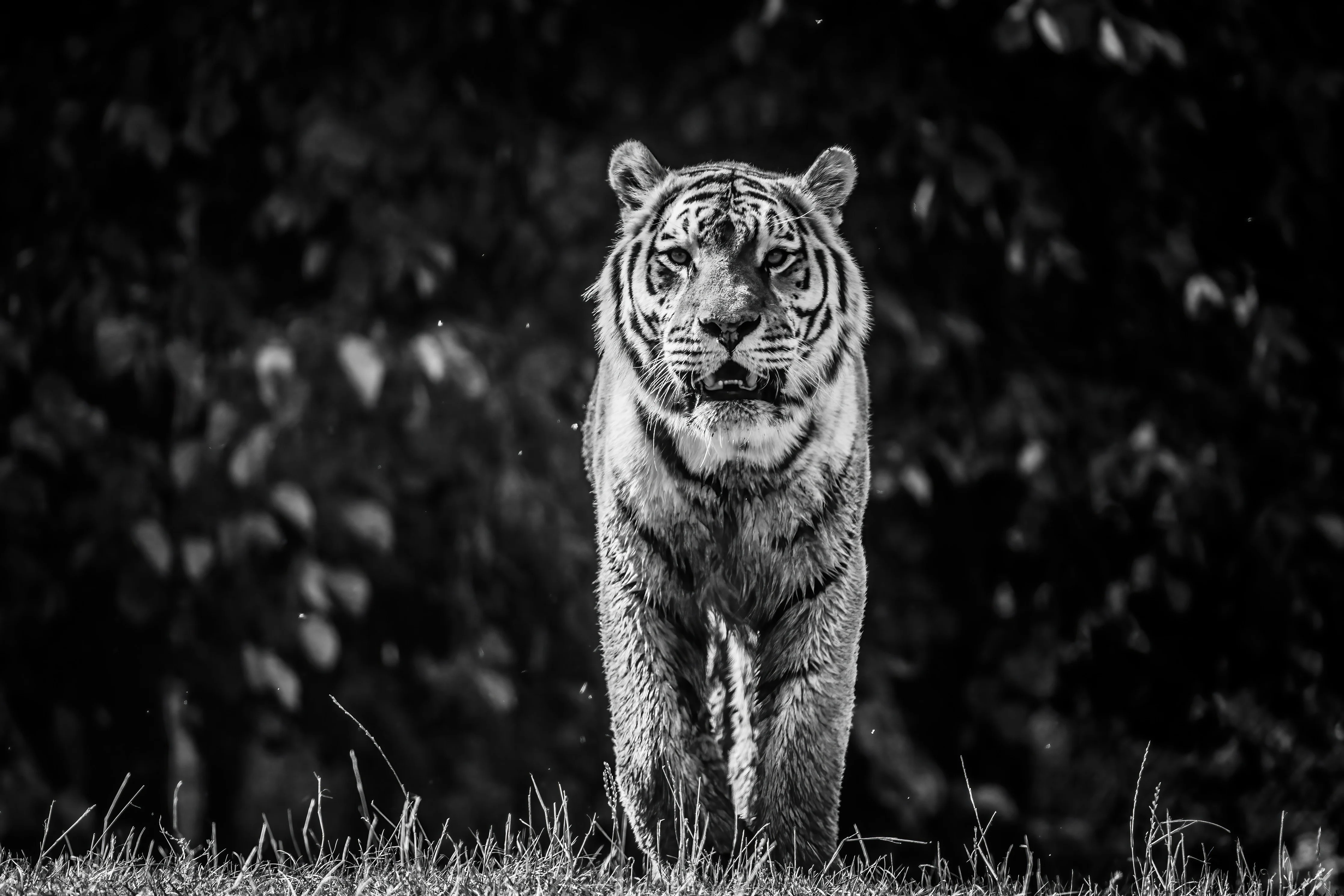 I Am Fearless - Image 3