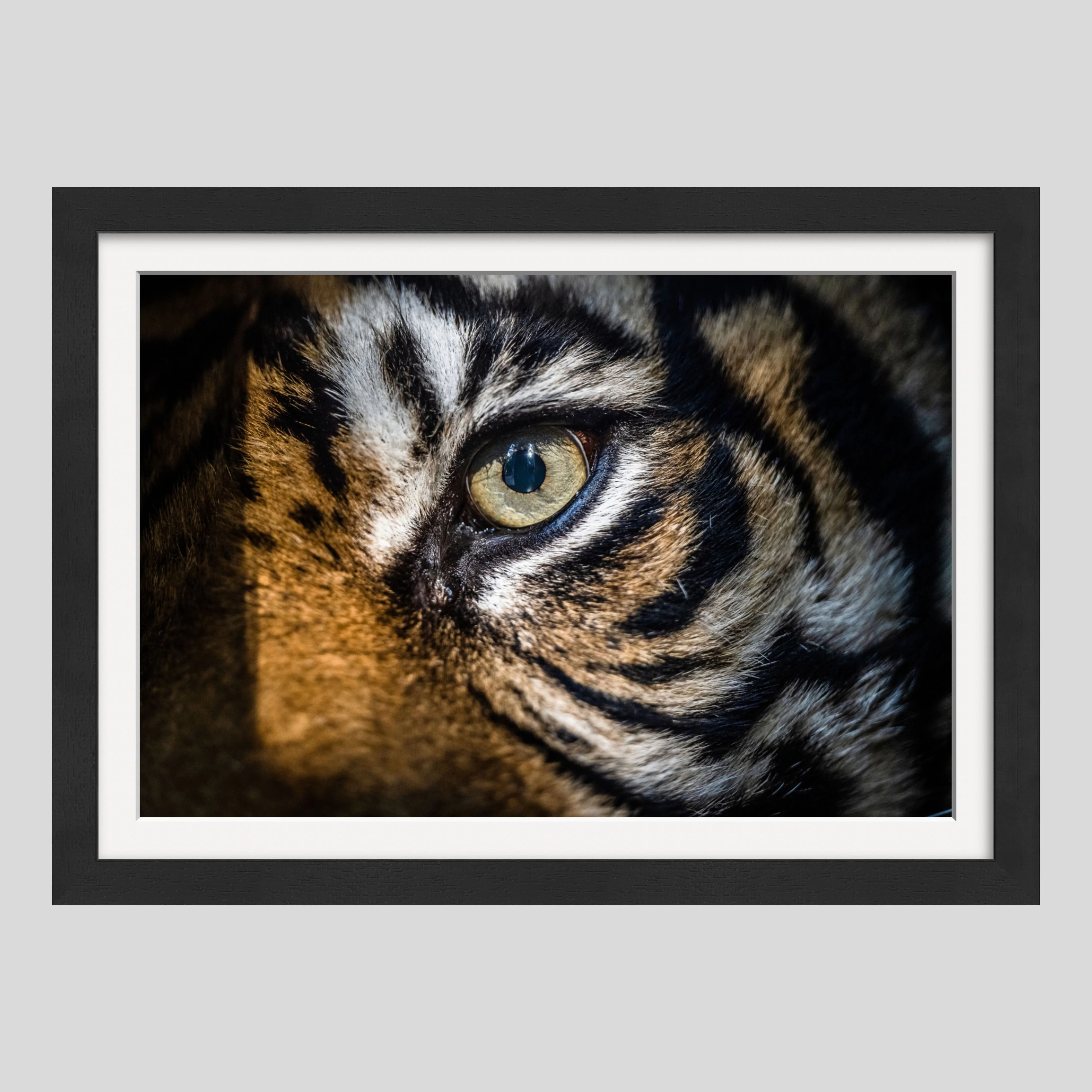 The Eye Of The Tiger