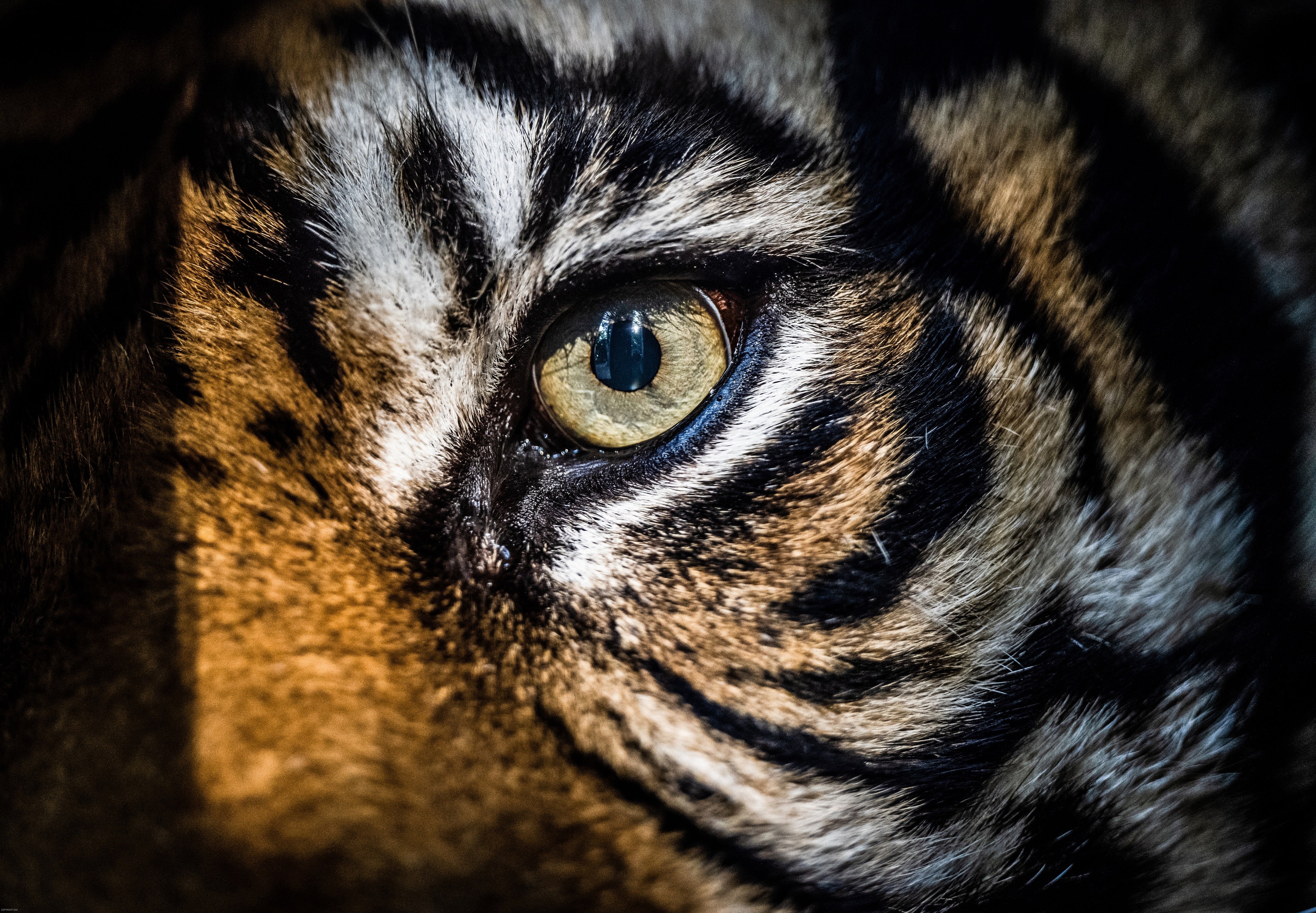 The Eye Of The Tiger - Image 3