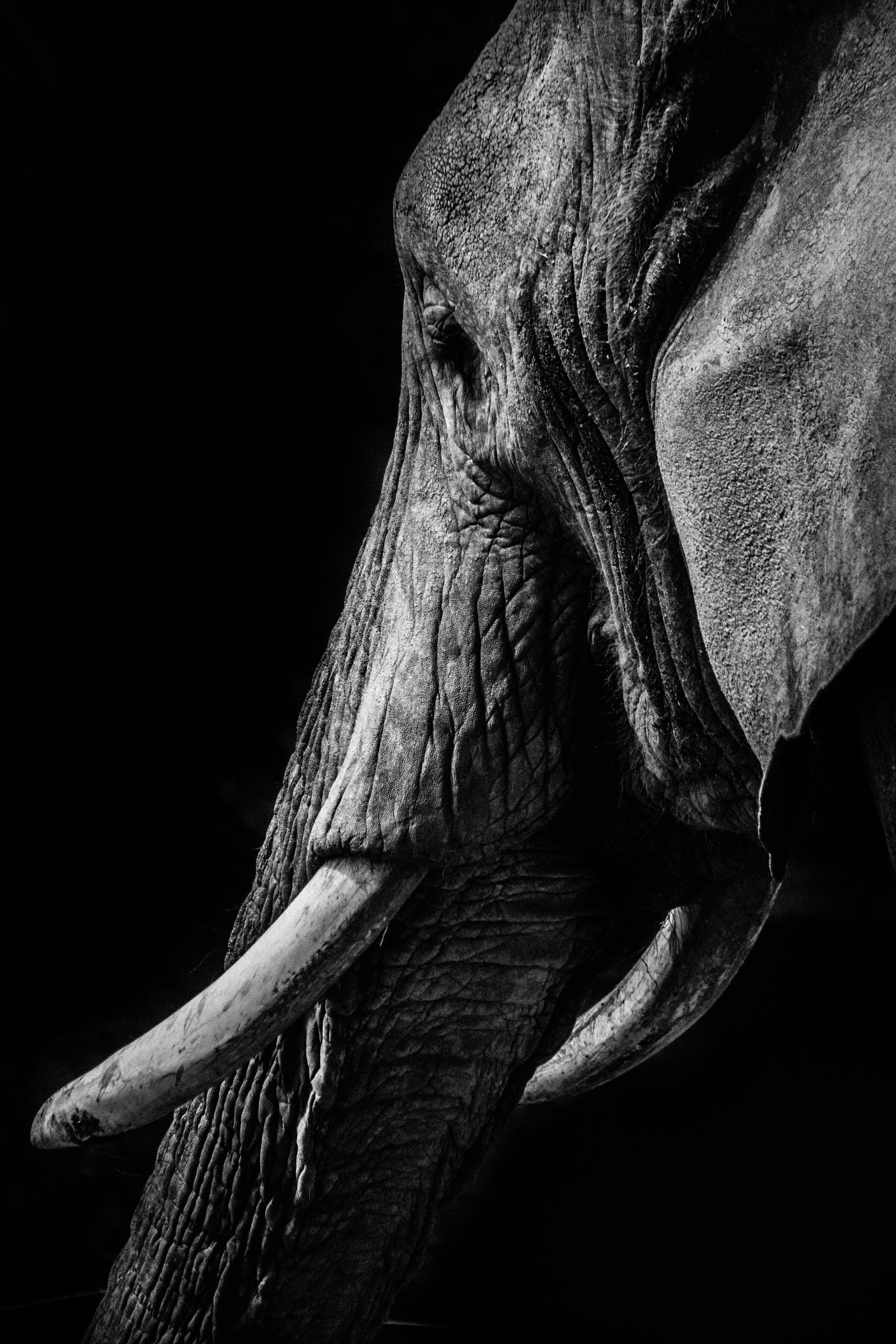 The Matriarch - Image 3