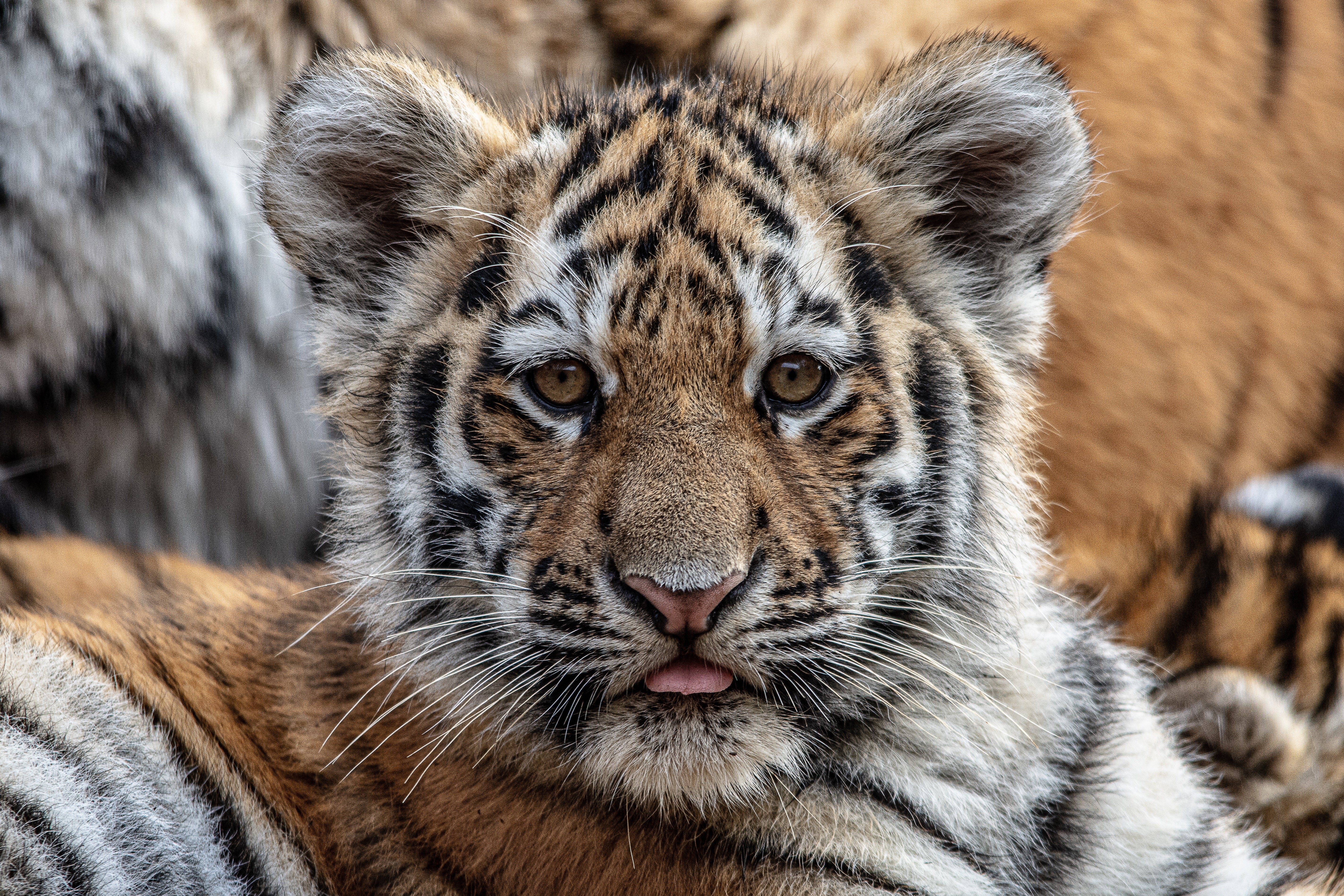 Tiny Tiger - Image 3