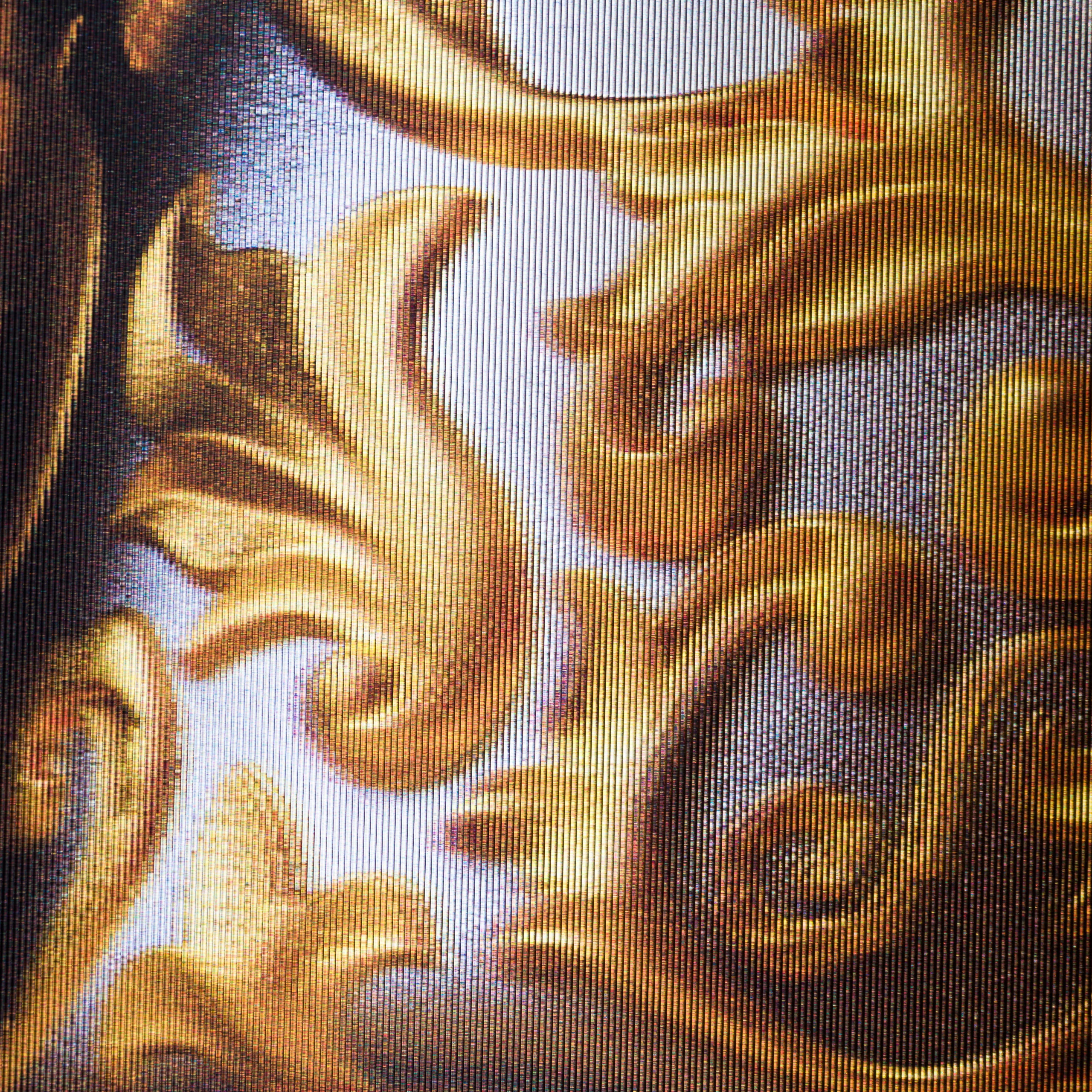 Gilded Skull Gold & Silver - Image 5