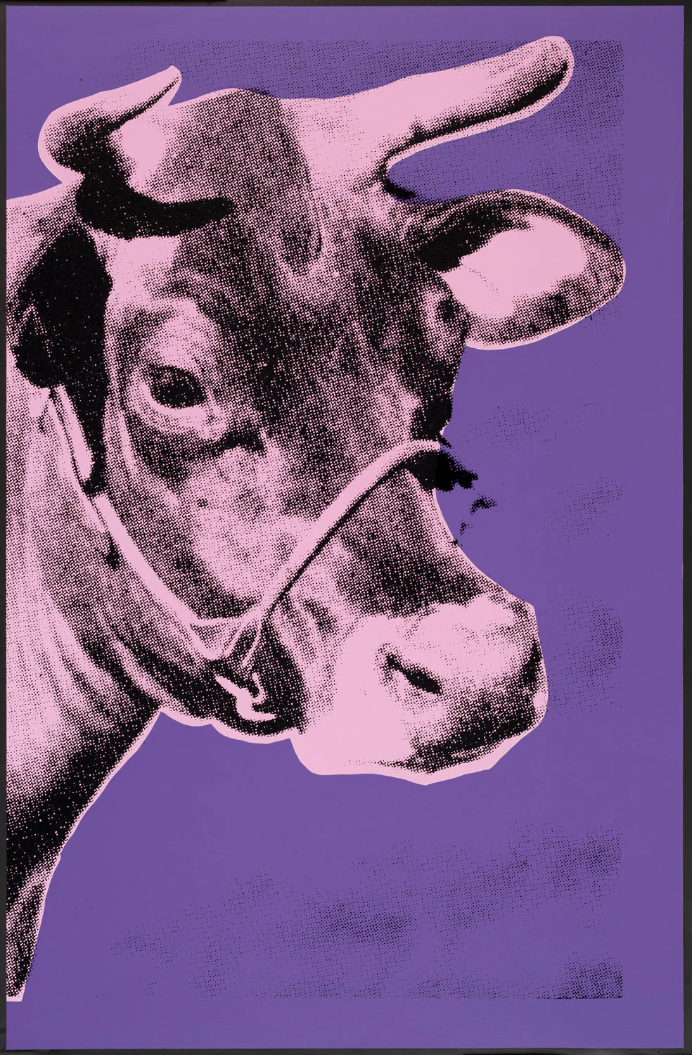 Cow II- Pink On Purple