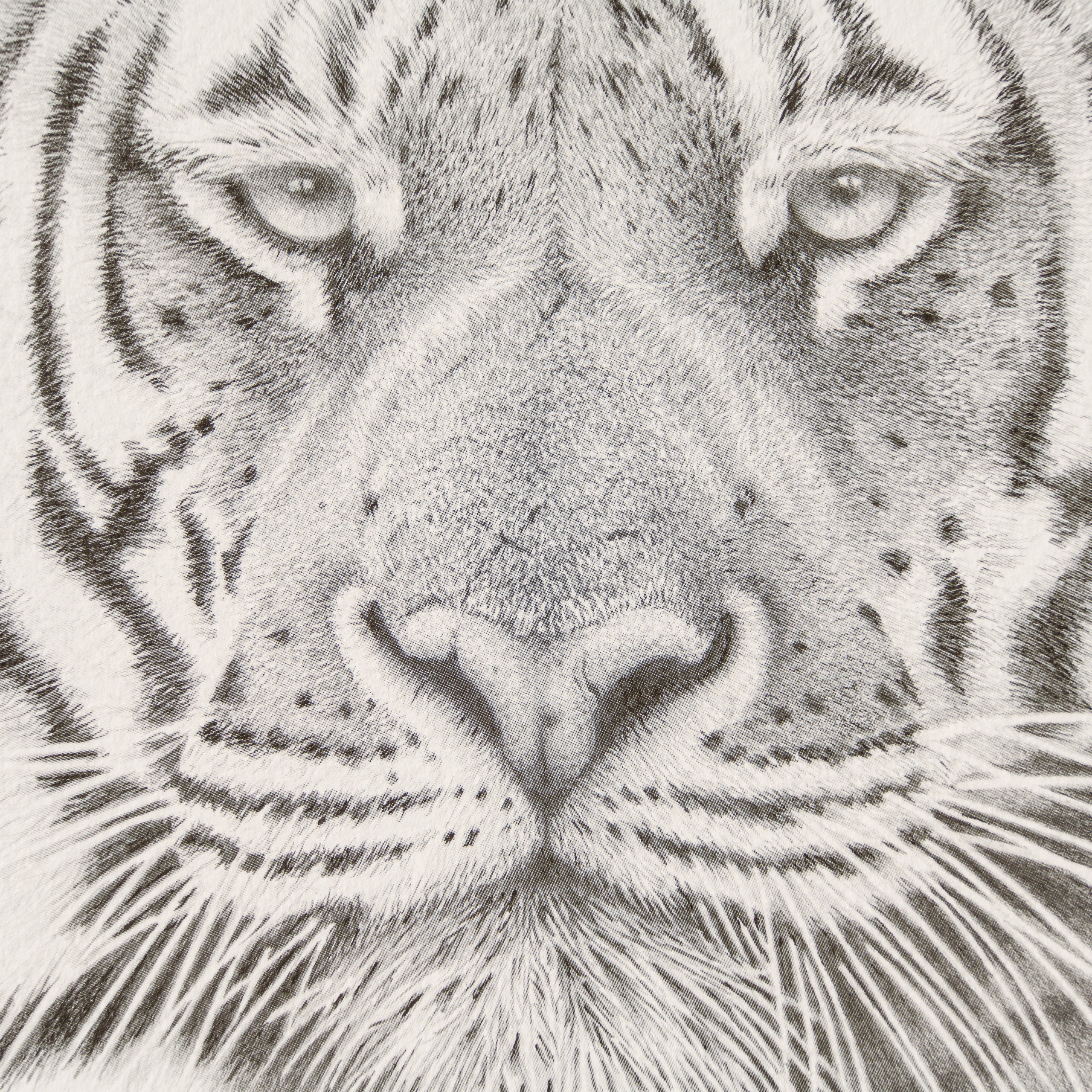 Bengal Prince - Image 4