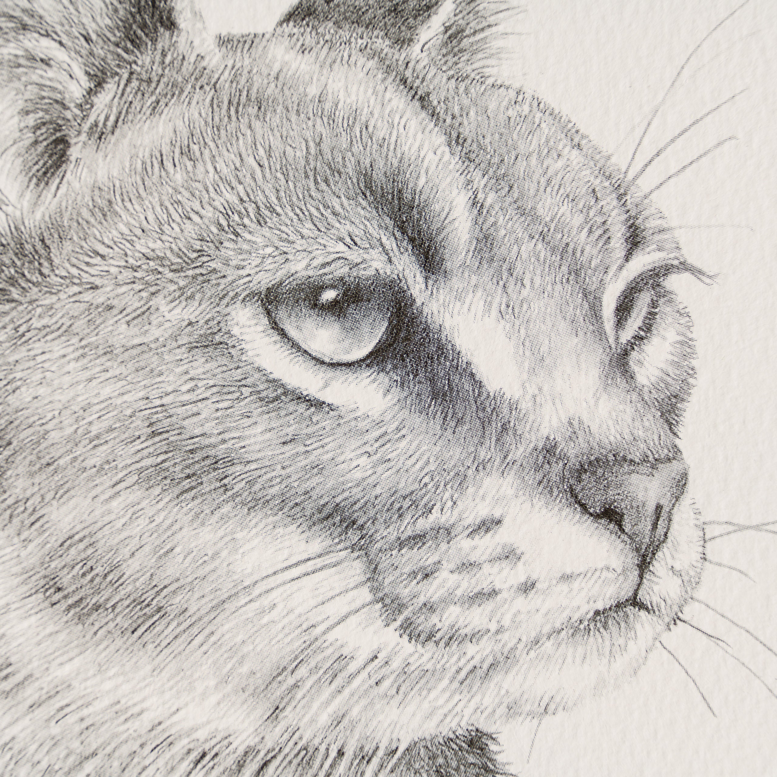 Caracal - Image 2