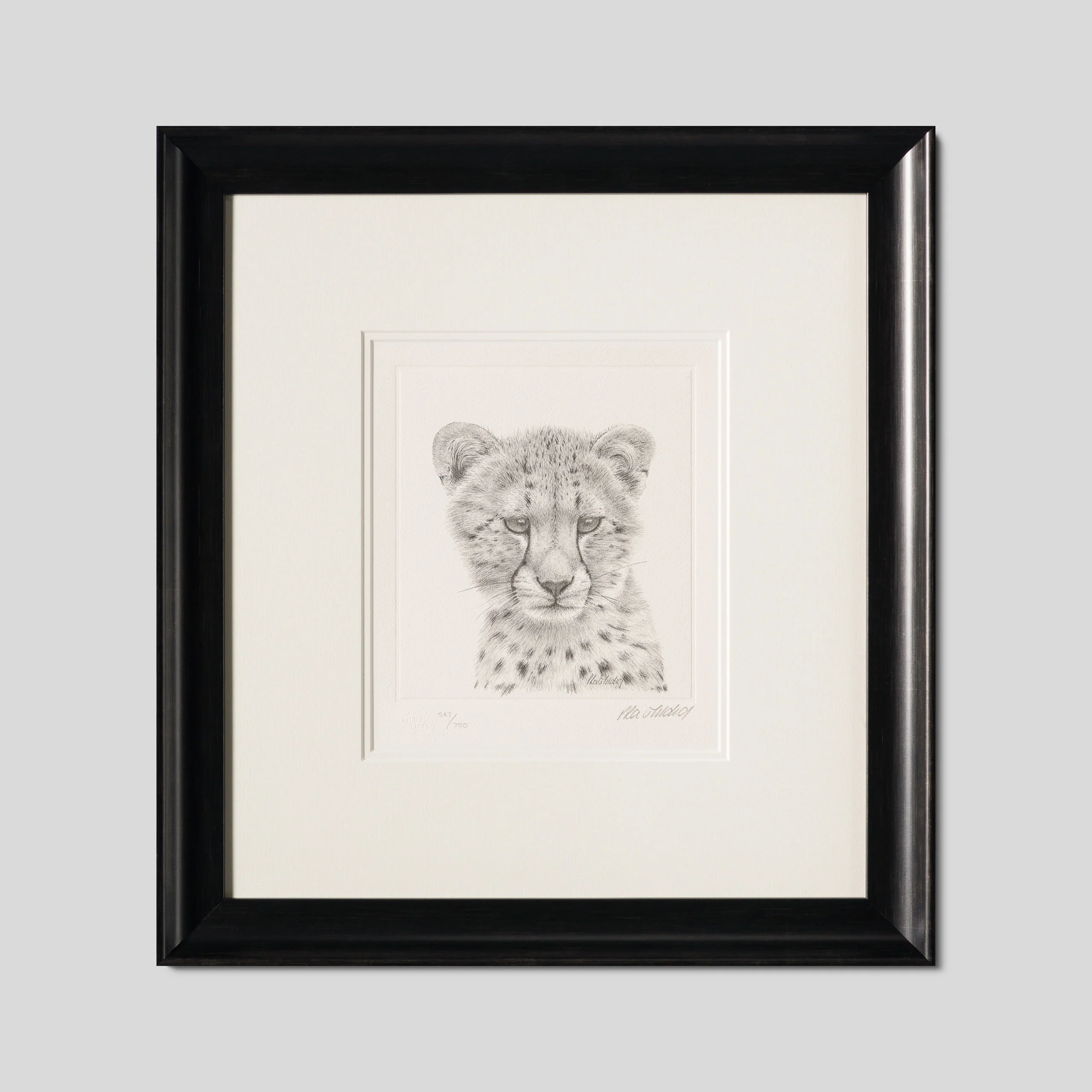 Cheetah Study