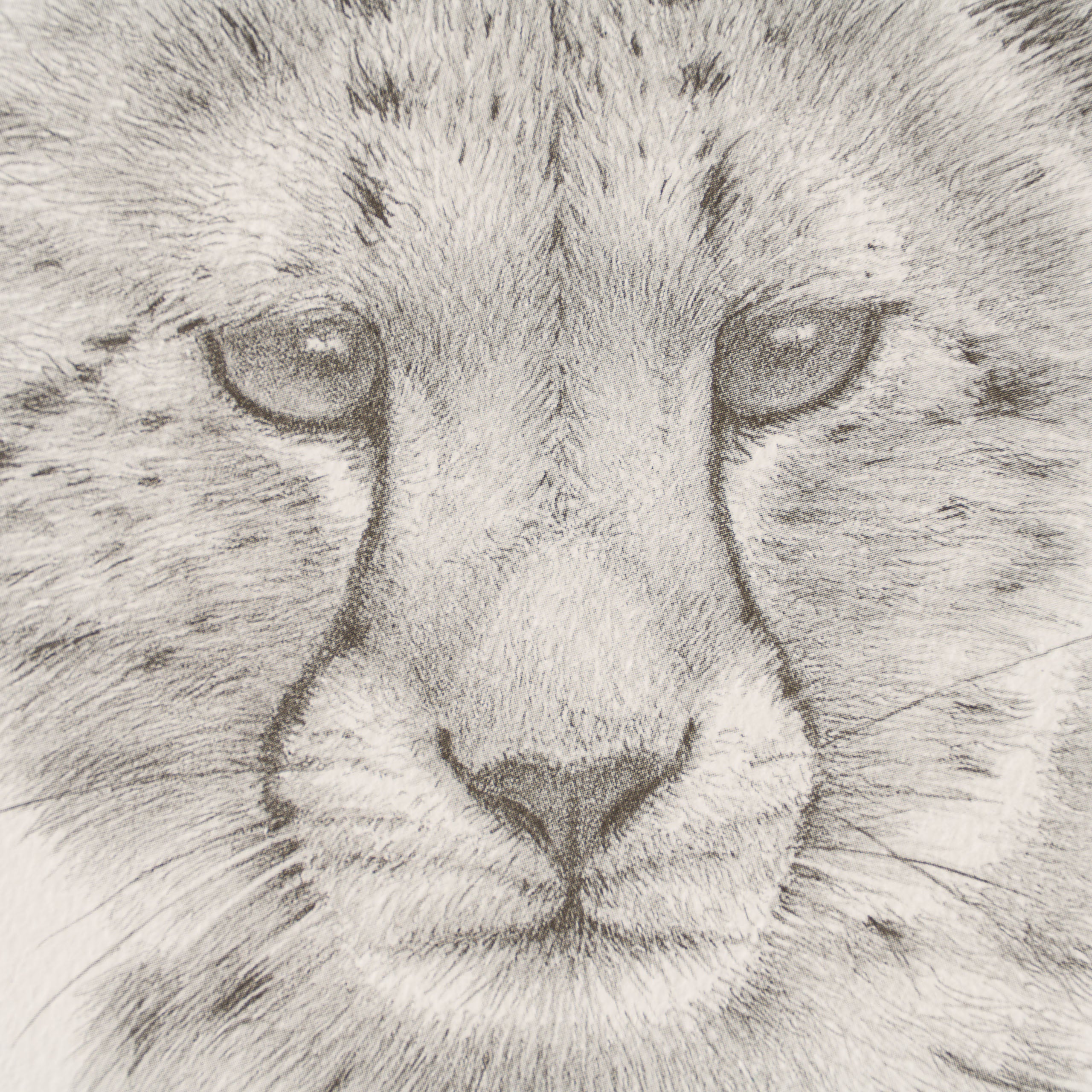 Cheetah Study - Image 4