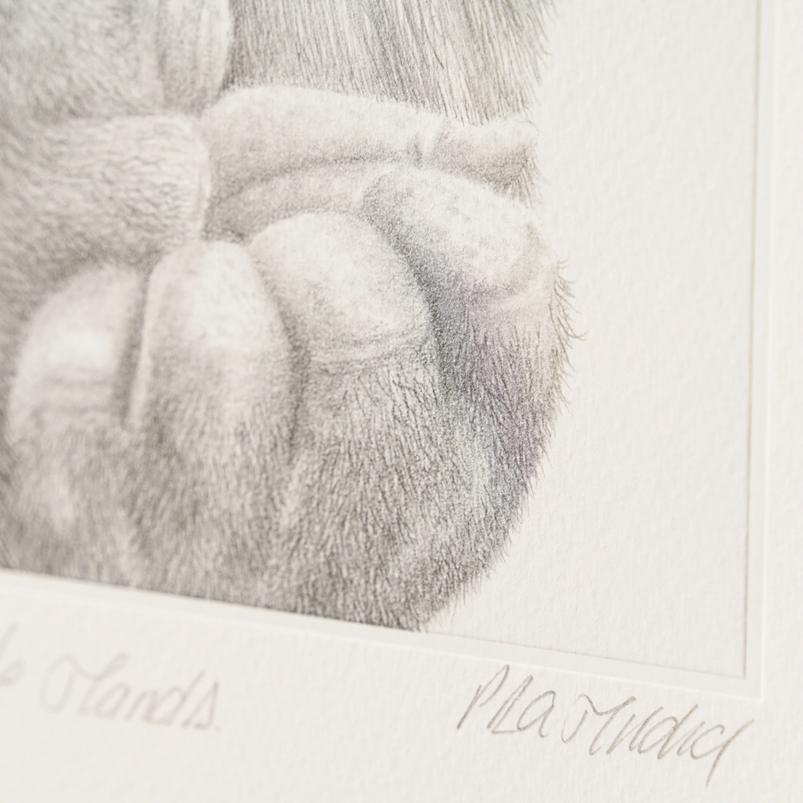 In Safe Hands - Image 3