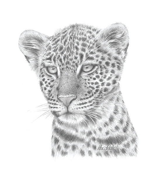 Leopard Study