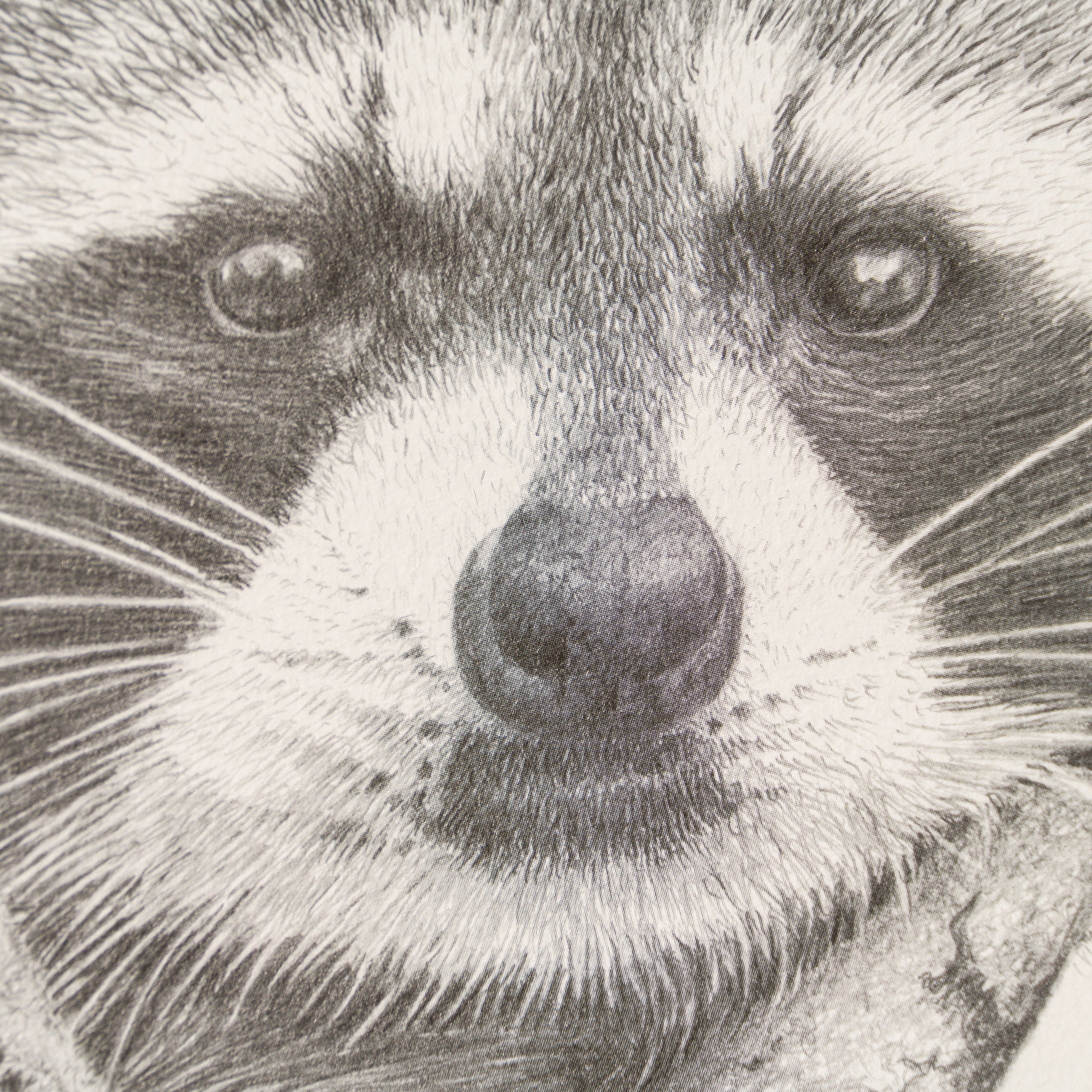 The Bandit - Image 2