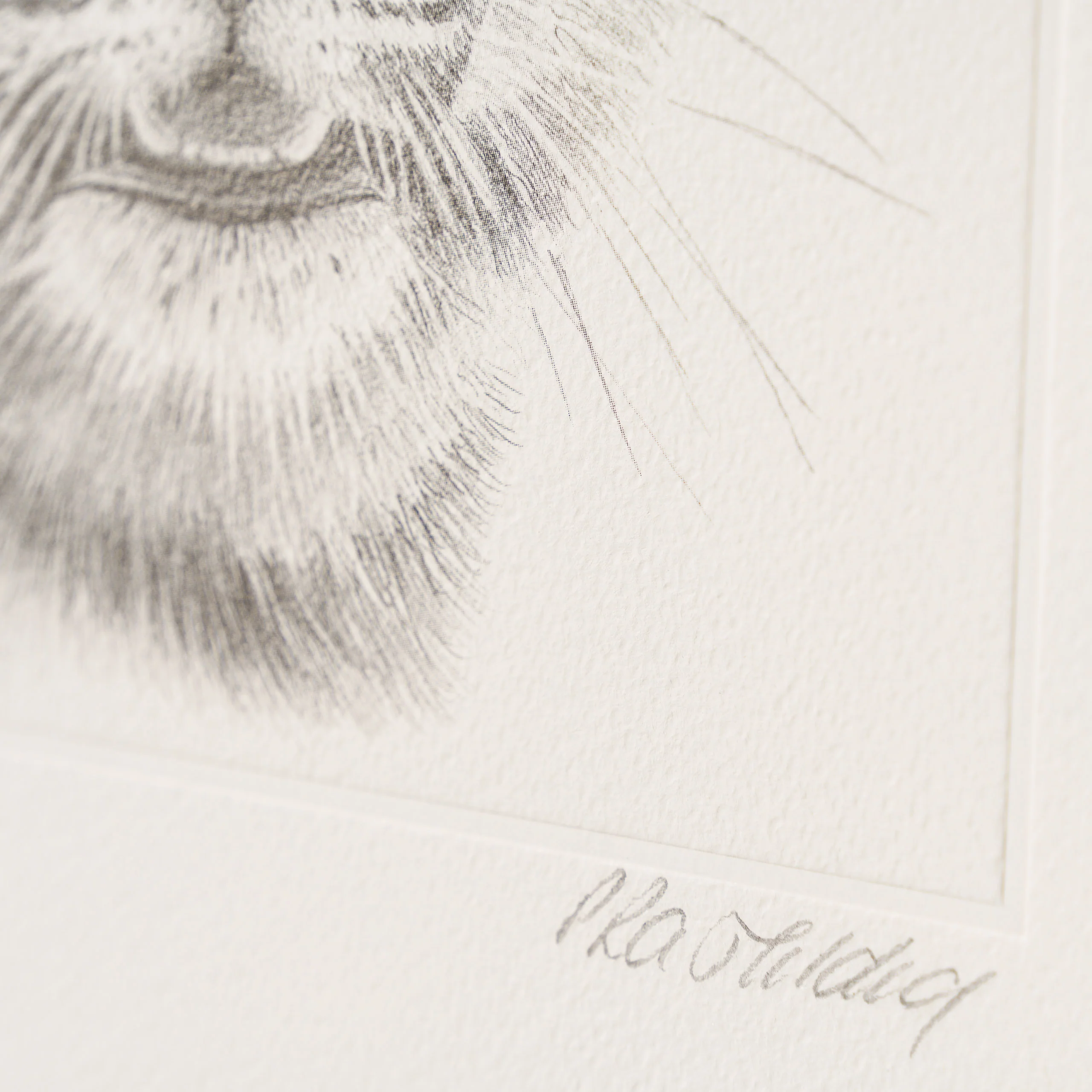 Tiger Study - Image 3