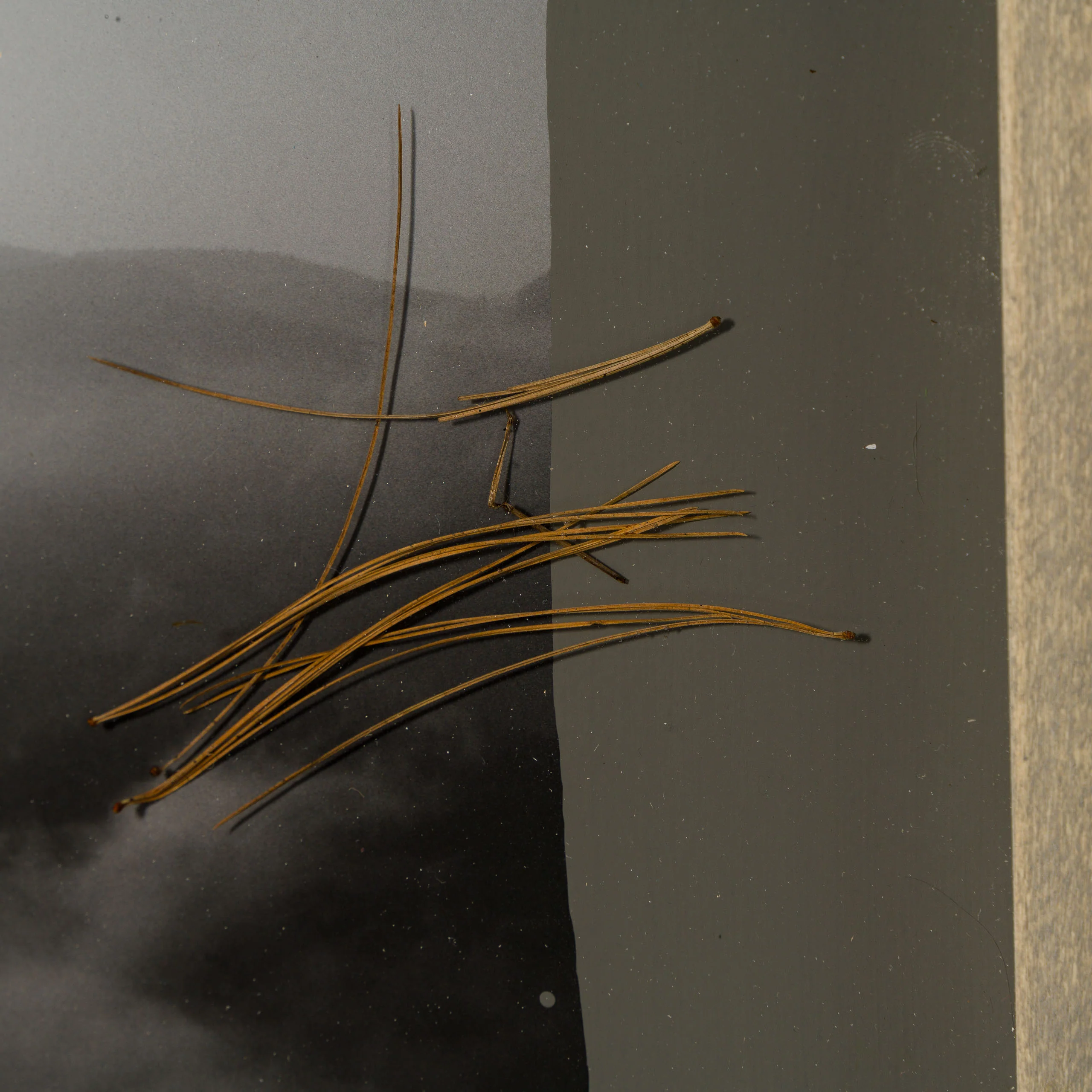 Plumes Passage - Image 6