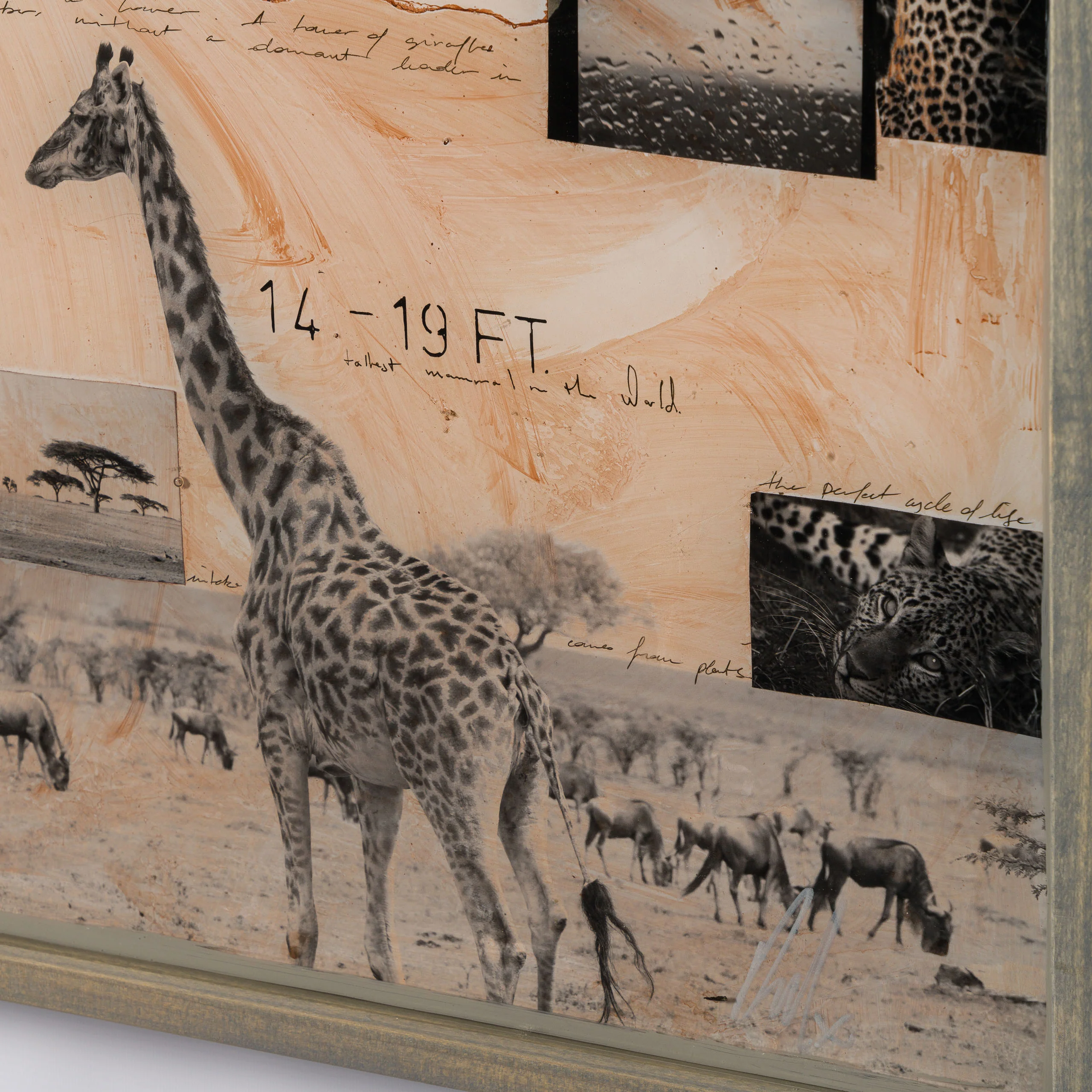 Serengeti - Image 3