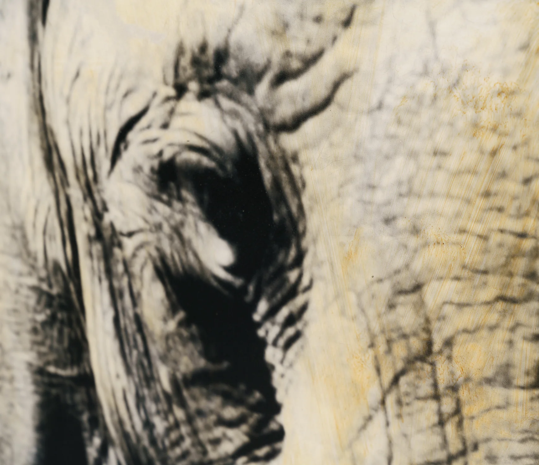 Tembo - Image 4
