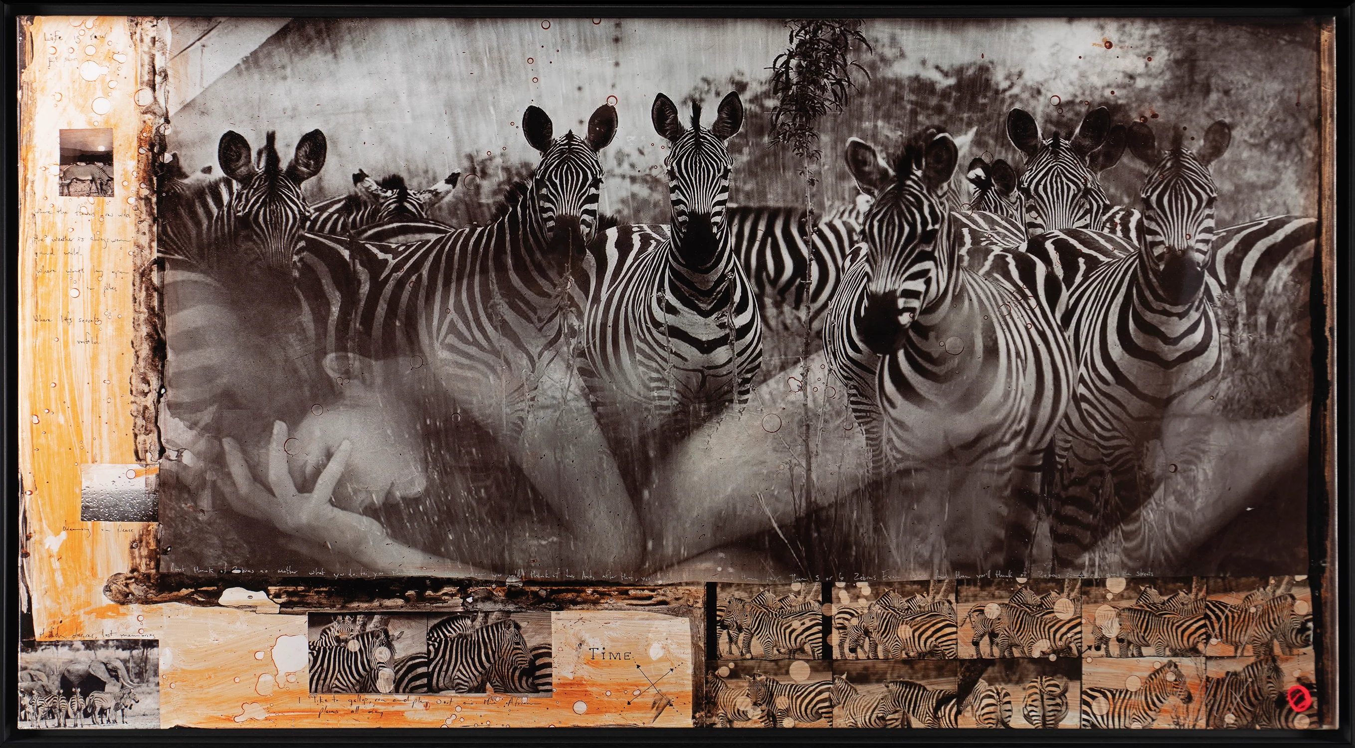Zebras - Image 3