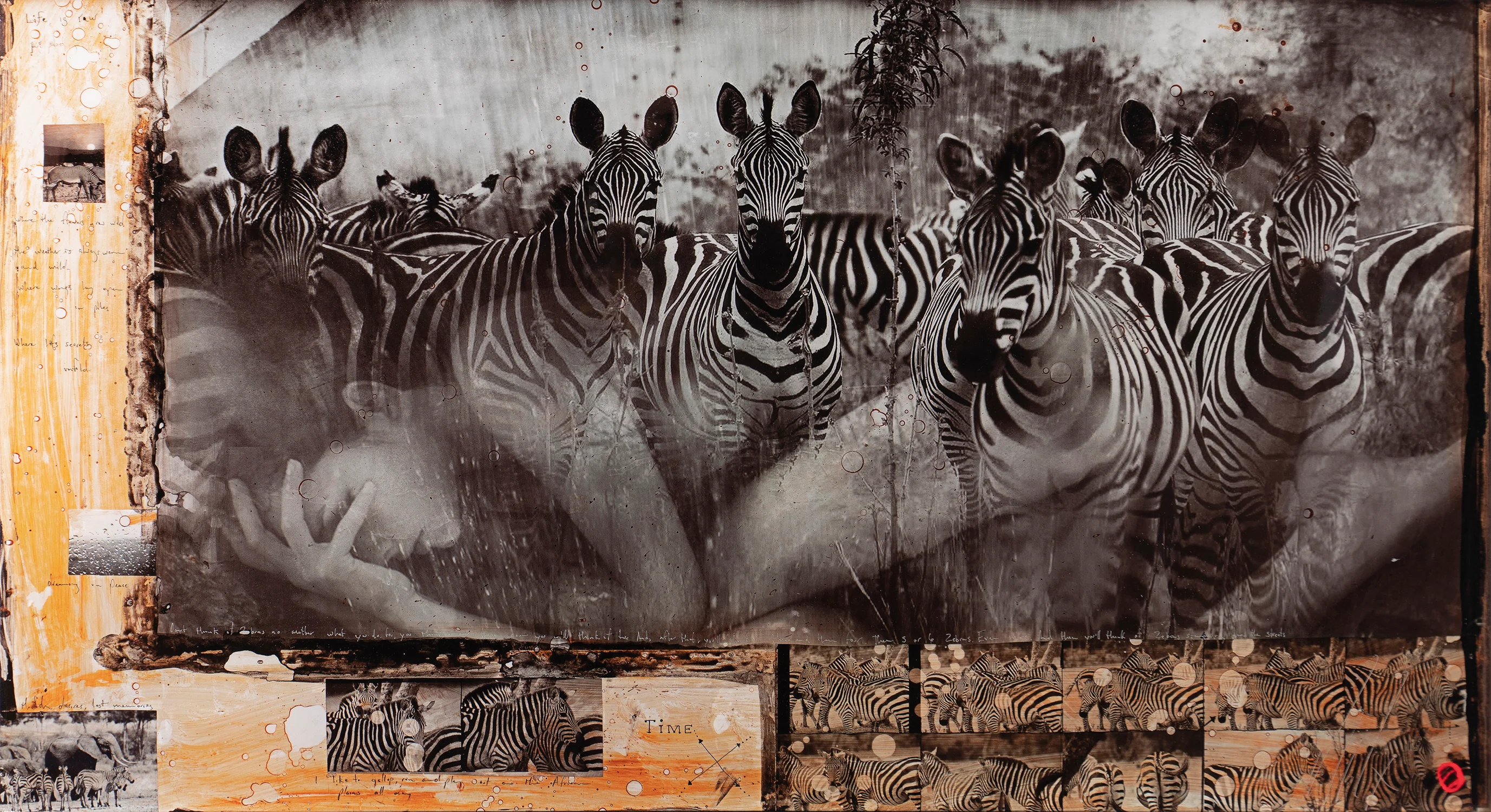 Zebras - Image 4