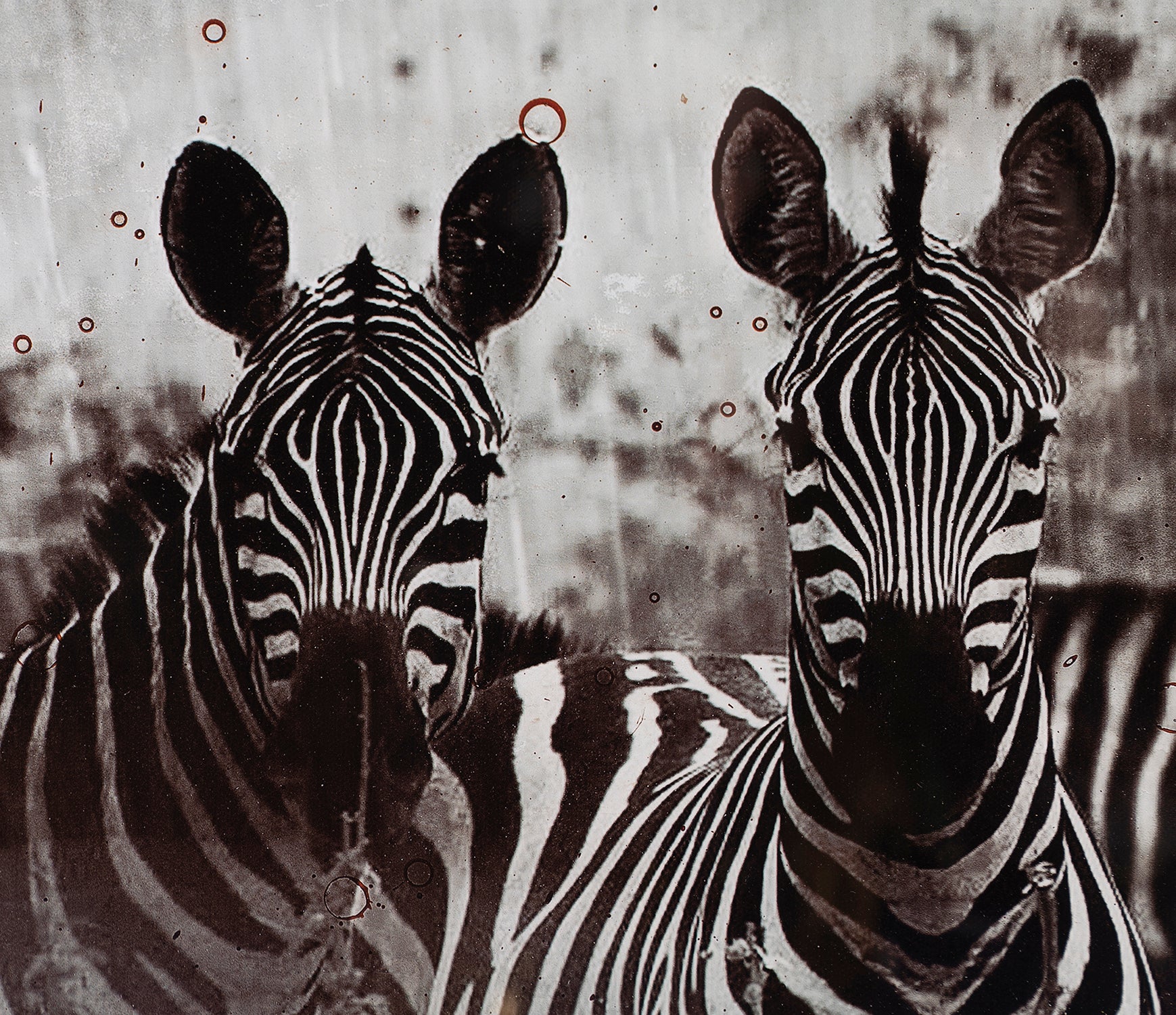 Zebras - Image 5