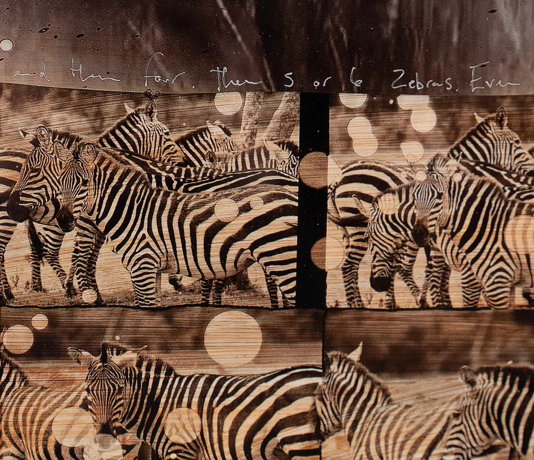 Zebras - Image 6