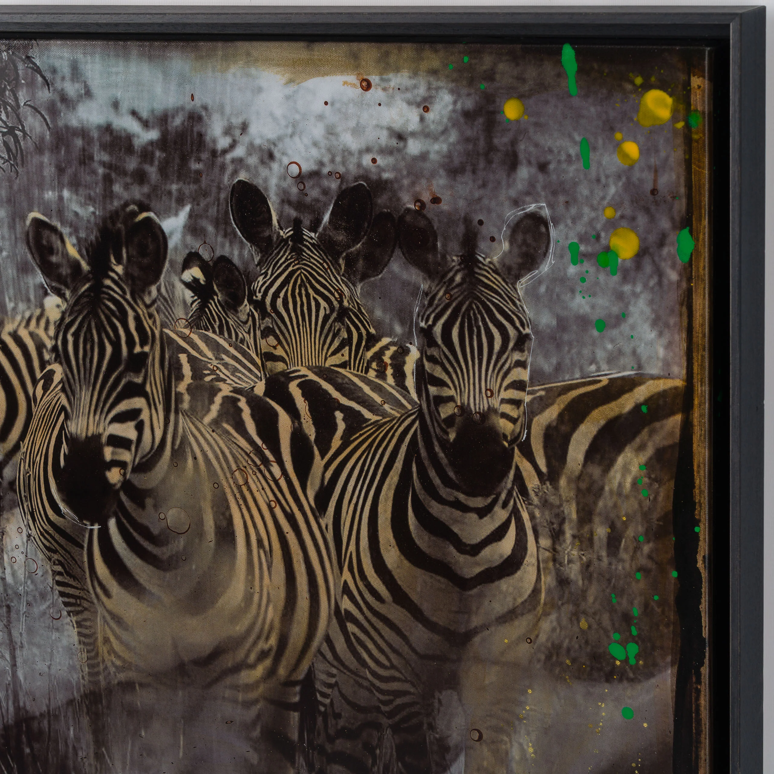 Zebras | Unique Four - Image 3