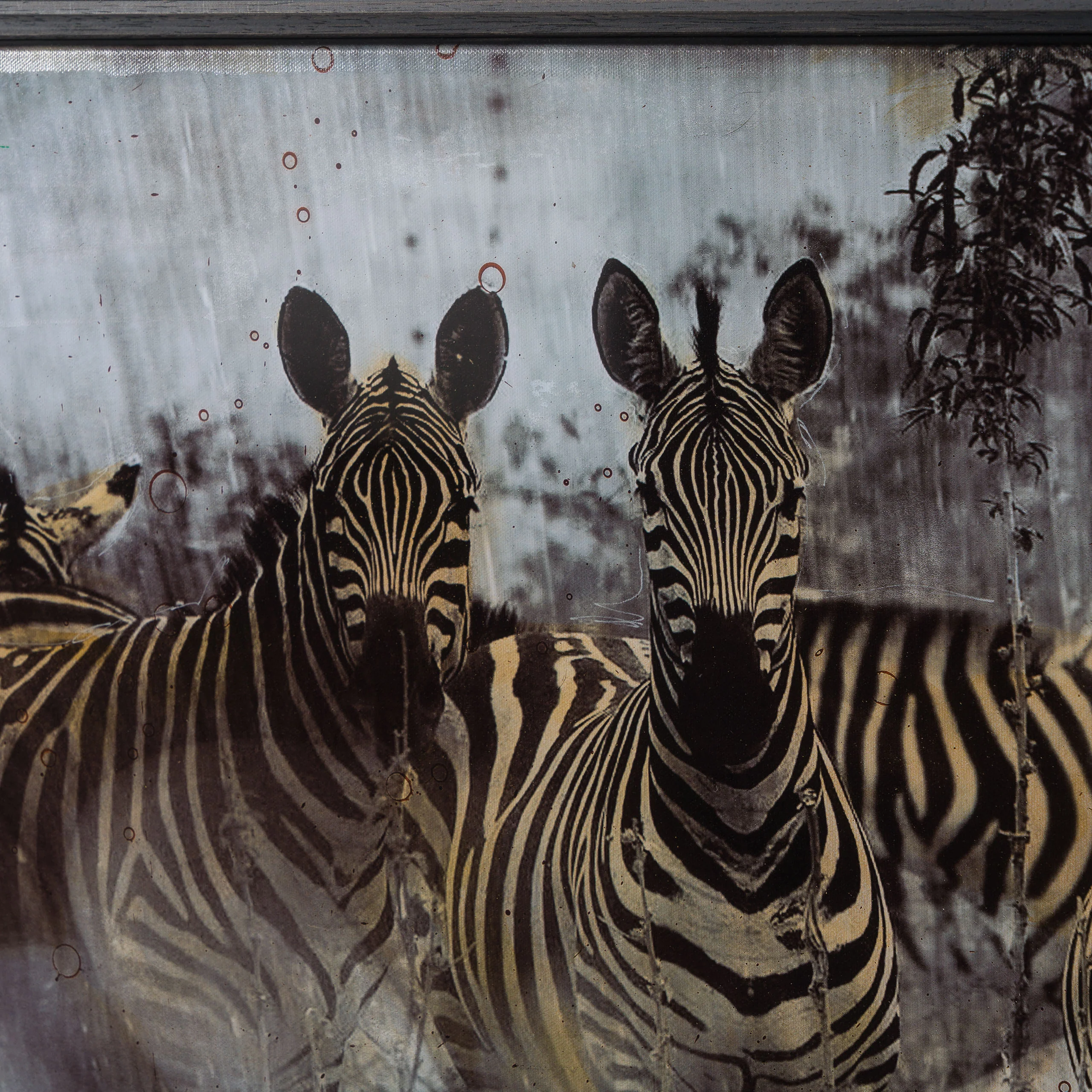 Zebras | Unique Four - Image 6