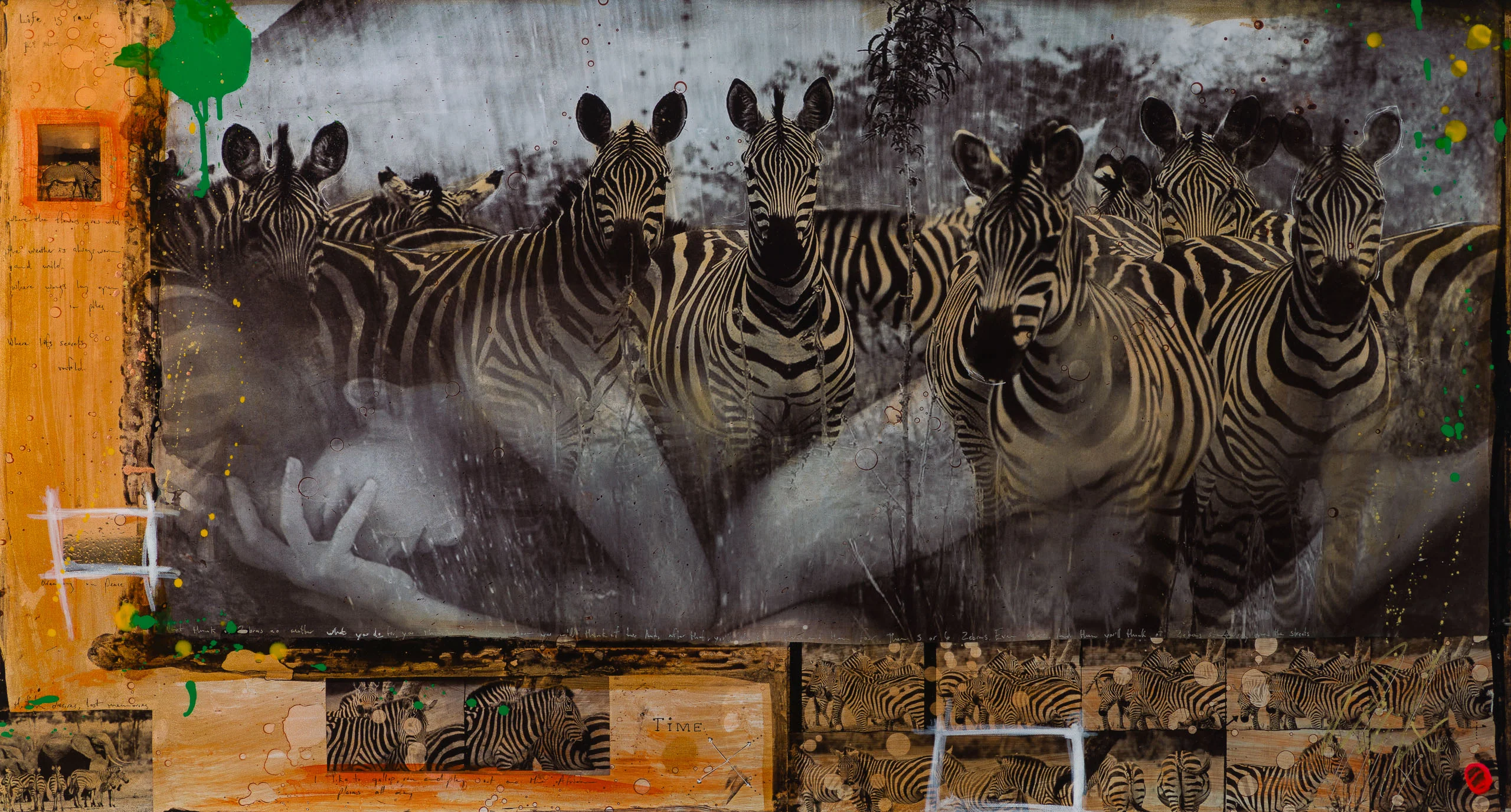 Zebras | Unique Four - Image 7