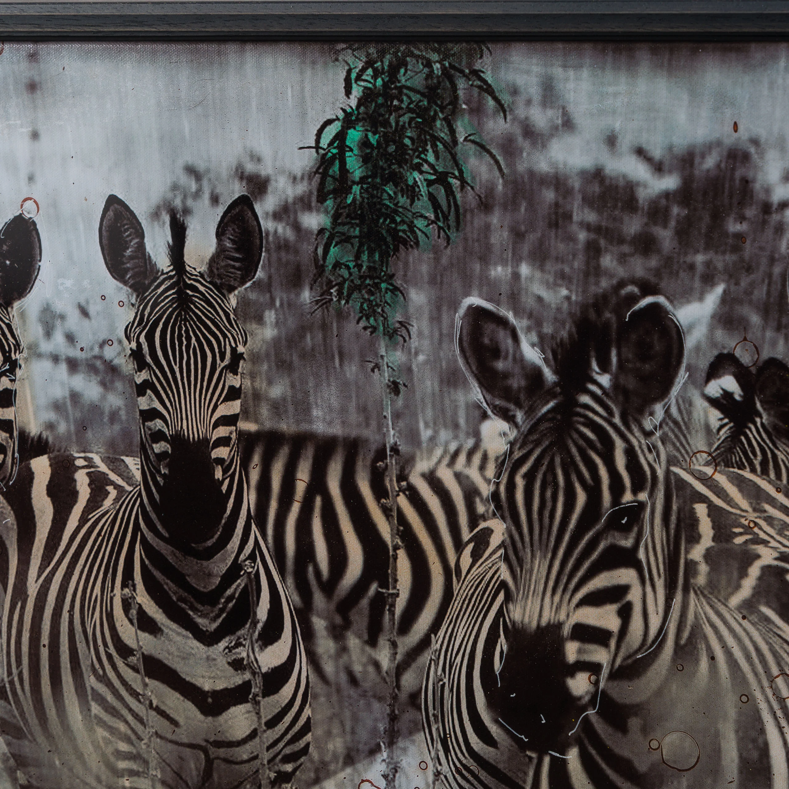 Zebras | Unique Three - Image 4