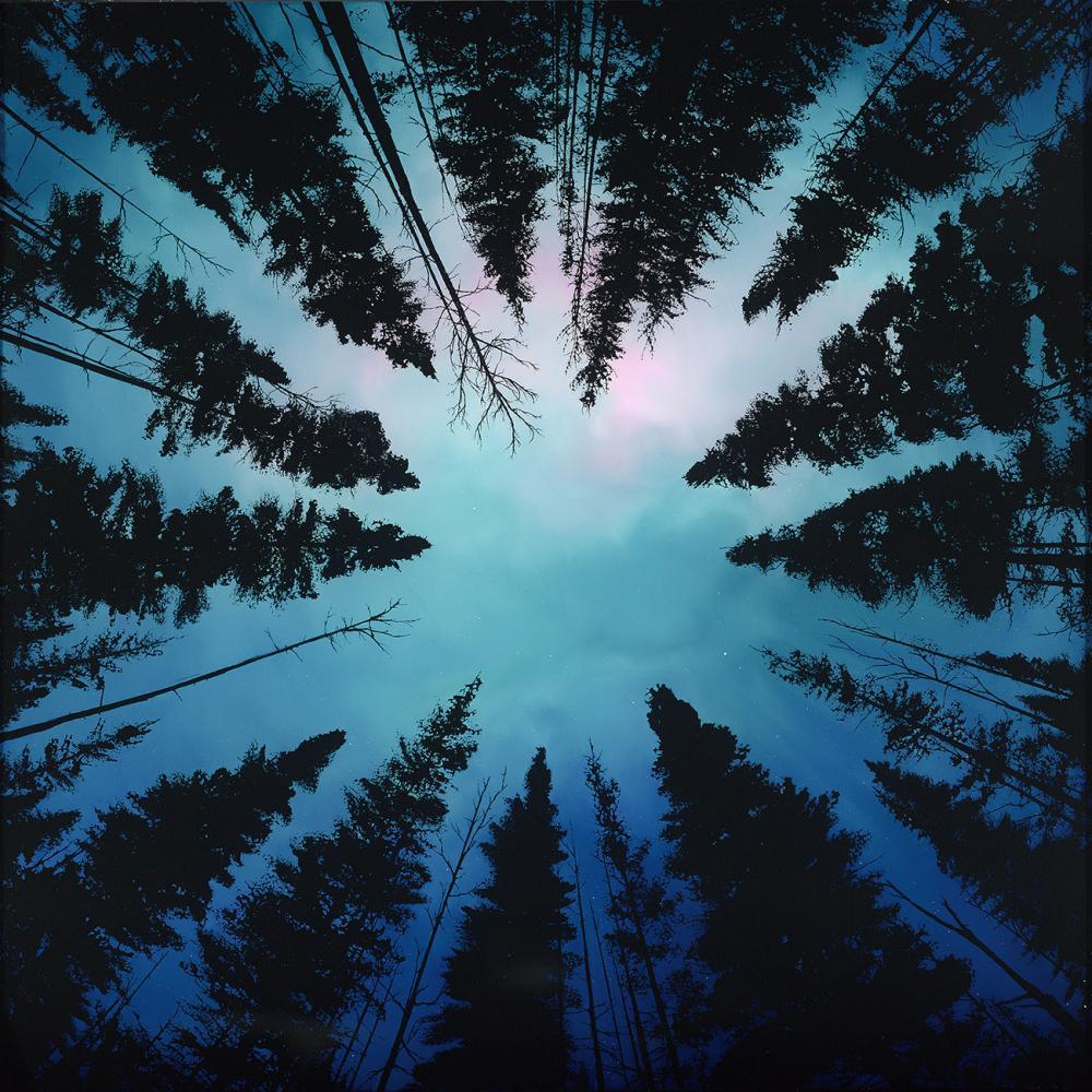 Above the Trees - Image 2