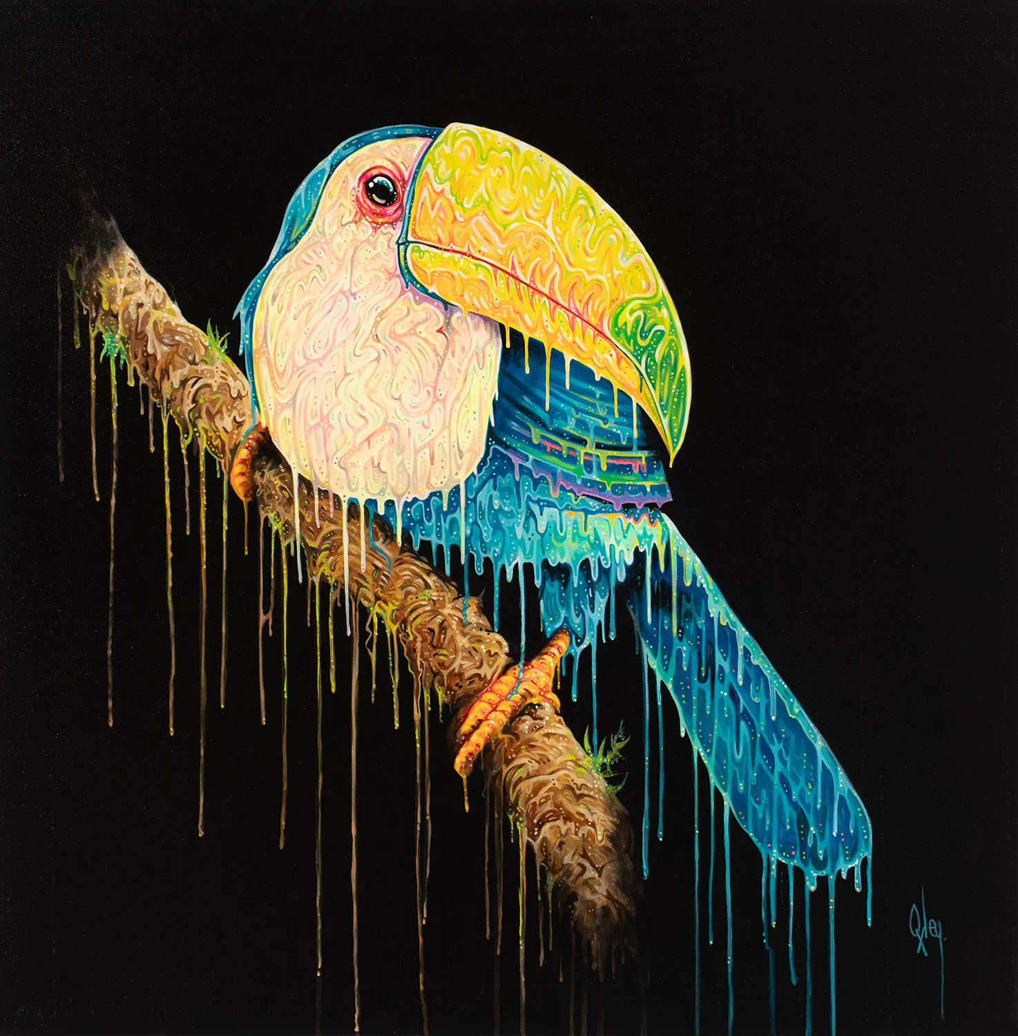 Toco - Image 3