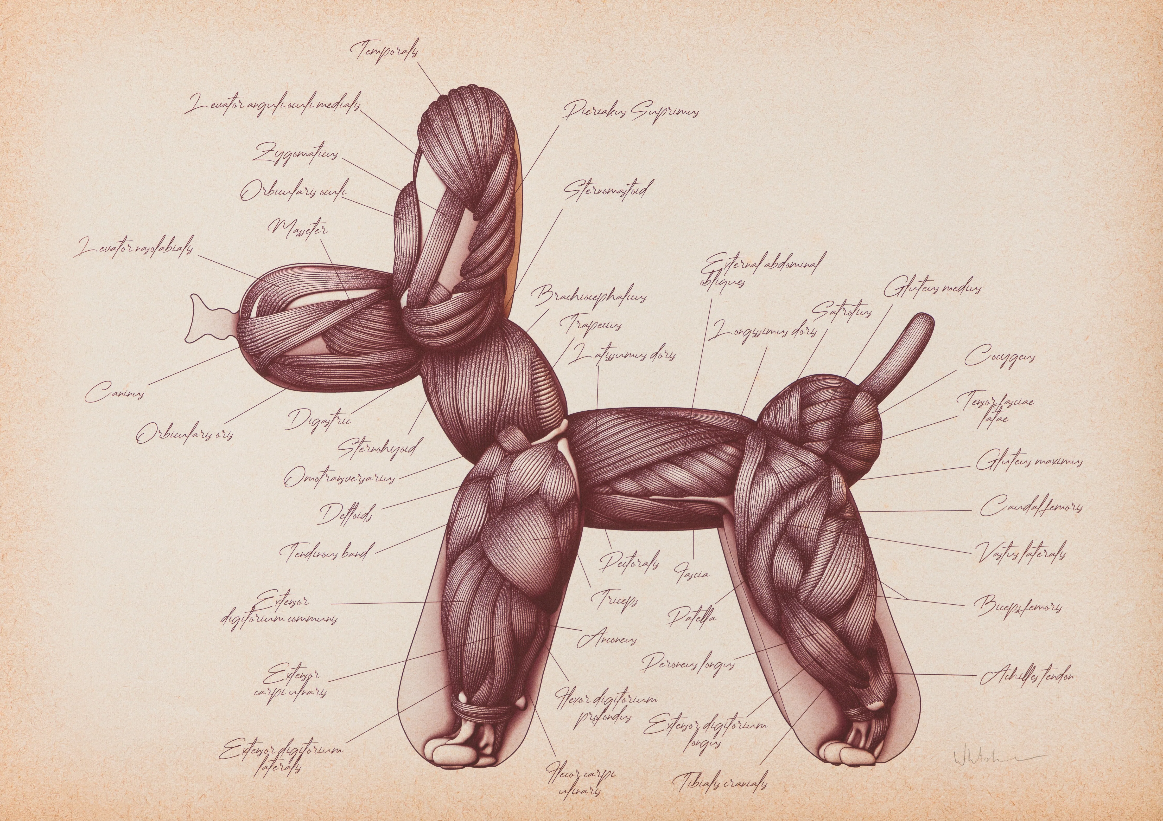 Anatomical Balloon Dog - Image 9